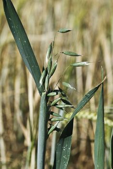 Barley spikes.