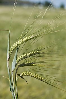 Barley spikes.