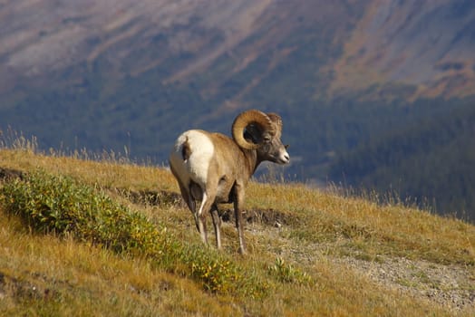 Rocky mountain sheep in the wilderness