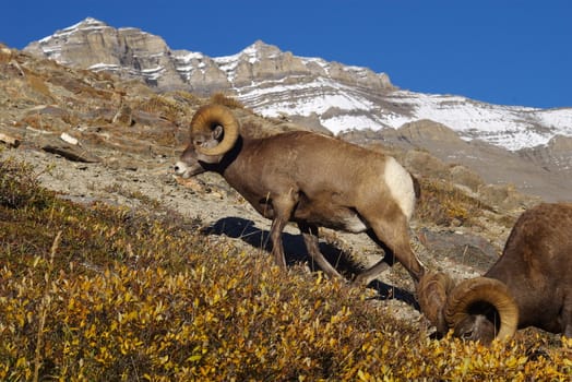 Rocky mountain sheep in the wilderness