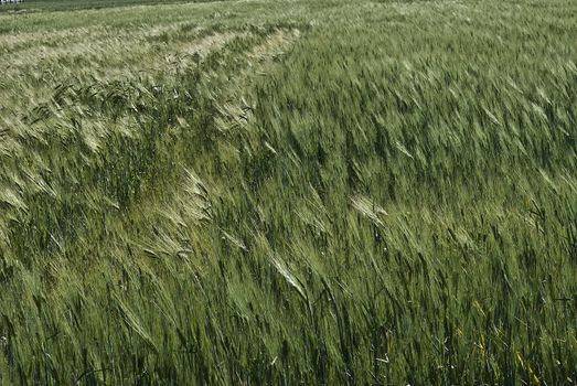 Barley spikes.