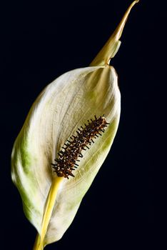 Inflorescence of calla that is dying on black background.