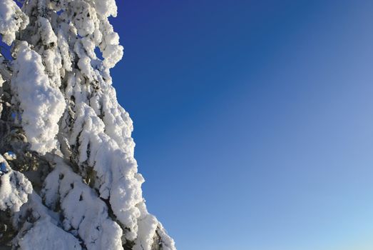 Snow covered spruce. Background is blue clear sky.