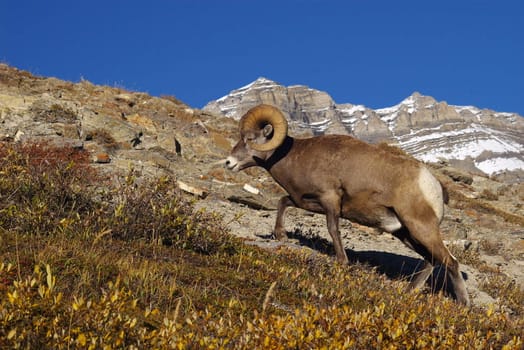 Rocky mountain sheep in the wilderness