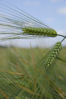 Barley spikes.