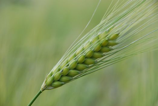 Barley spikes.