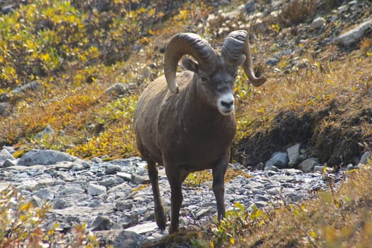 Rocky mountain sheep in the wilderness