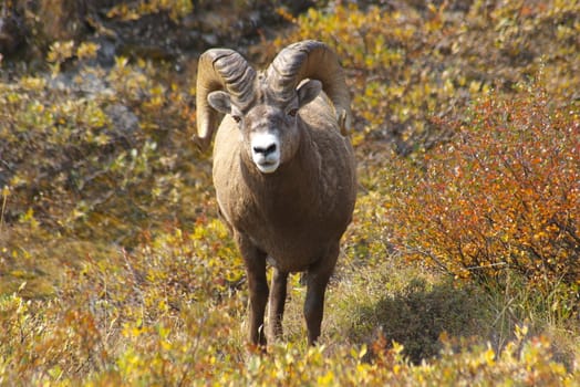 Rocky mountain sheep in the wilderness