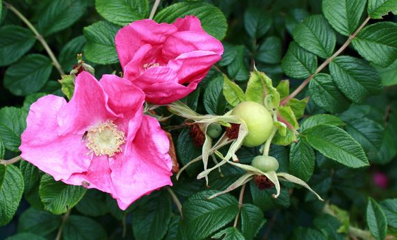 wild rugosa roses in pink, with bees on the larger blossom
