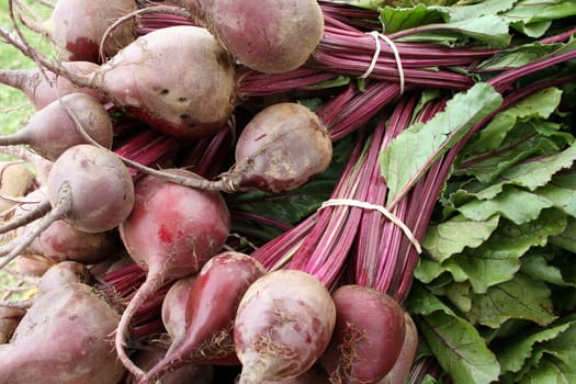 Freshly picked organic beets with greens, found at a farmers' market
