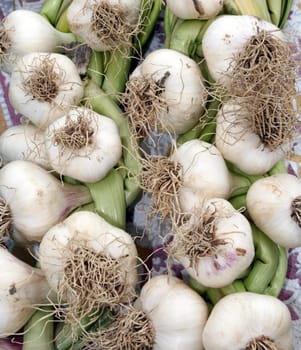 freshly picked organic garlic