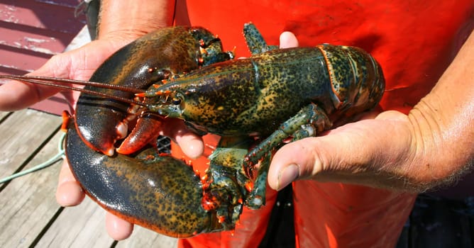 live lobster, held in a lobsterman's hands