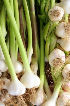 young onions, just picked 