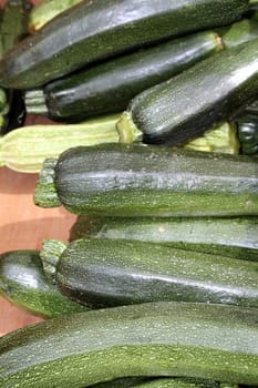 young zucchini, just picked