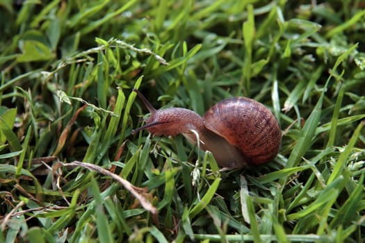 close up of a snail making its way in the grass