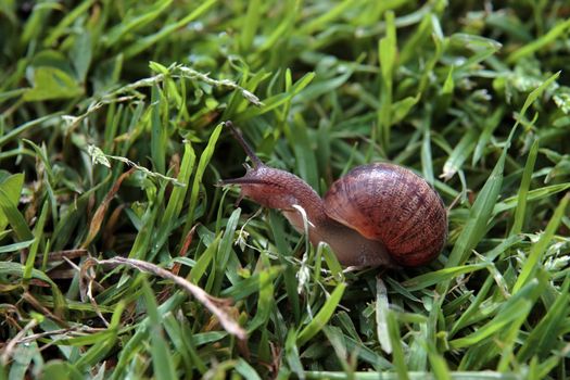 close up of a snail making its way in the grass