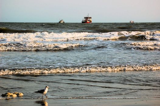 Bird and Boats