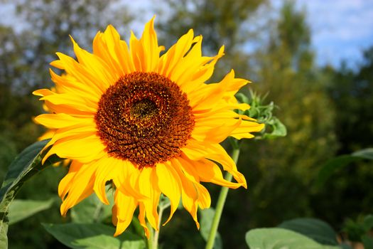 Big sunflower, closeup isolated against the softly muted shades of the other plants