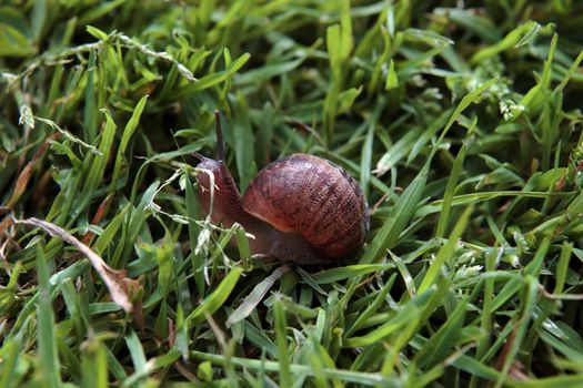 close up of a snail making its way in the grass