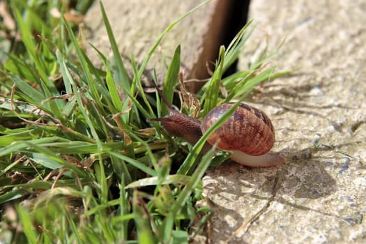 close up of a snail making its way in the grass