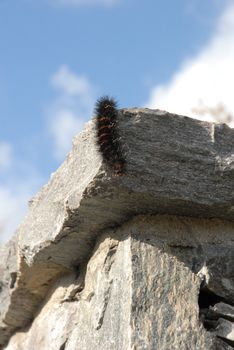 Creeping Caterpillar