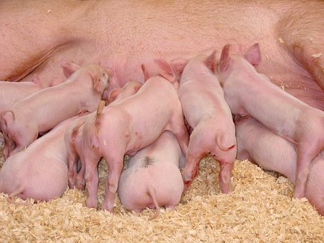 A group of hungry piglets fighting to get their fair share of milk.