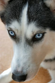 Staring Husky