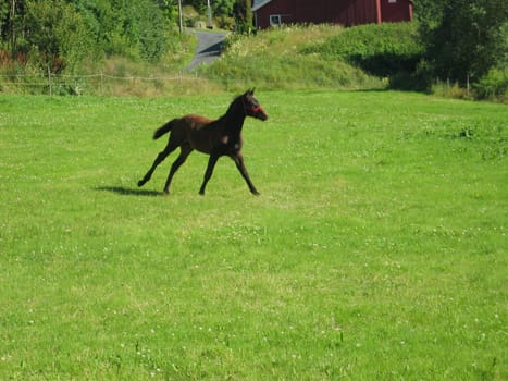 foal running