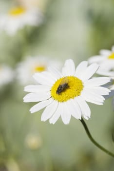 The camomiles on green meadow.