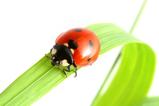 red ladybug on green grass isolated