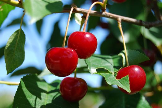 sour cherries hanging shiny in the sun
