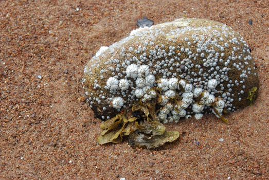 closeup of a small rock covered with shells and algae on a beach