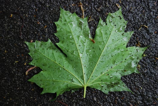 wet maple leaf lying on a concrete pavement