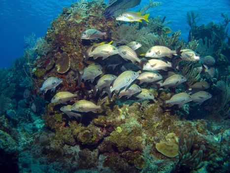 School of French Grunts on a Caribbean Reef