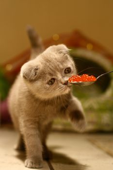 scottish fold Cat Gourmet like to eat Caviar