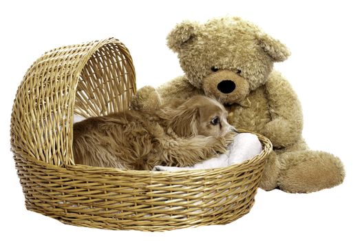 A tired dog is laying down in a wicker basket with a large teddy bear beside him, isolated against a white background