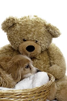 A tired dog is laying down in a wicker basket with a large teddy bear beside him, isolated against a white background