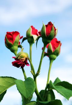Rosebuds on the blue sky background
