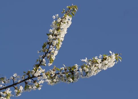 Detailof the flowering branch of cherry-tree