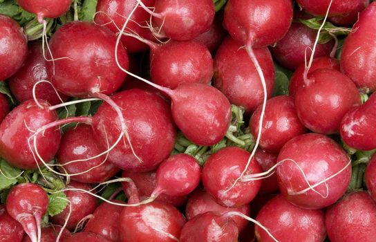 Many red radishes against a leafy background