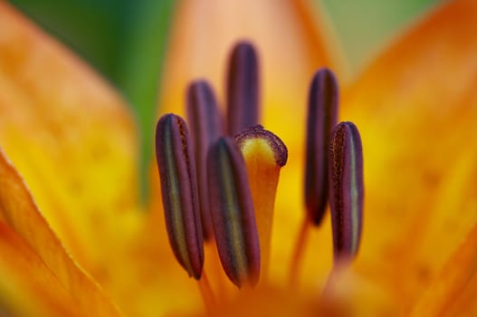 Detail (close-up) of the bloom of lily