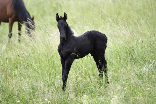 Shot of the black colt on horse lot - male foal