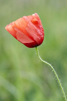 Detail of the corn poppy - field poppy