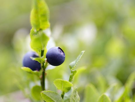 Close-up of the blueberry shrubs