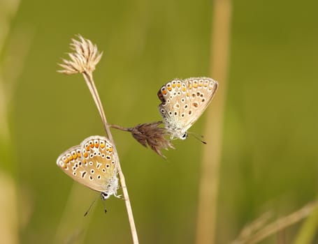 Detail (close-up) of the two satyrid butterfly - meadow brown