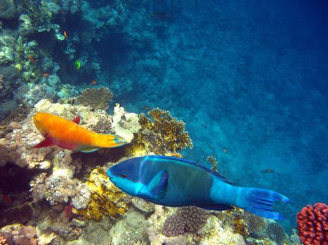 Tropical fishes and coral reef