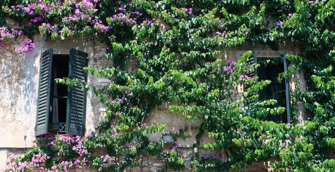 Italian windows with flower