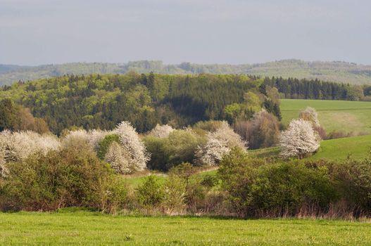 Shot of the flowering landscape with blossoming trees - covered in blossom