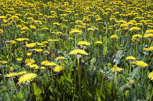 Spring yellow meadow - blooming dandelions