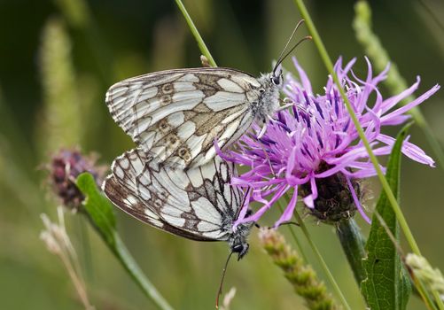 Detail (close-up) of the butterflies - satyrid butterfly